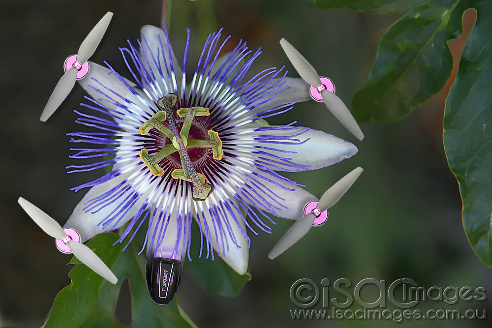 Click image for larger version

Name:	Passionfruit-Flower-Drone.jpg
Views:	29
Size:	196.7 KB
ID:	447294