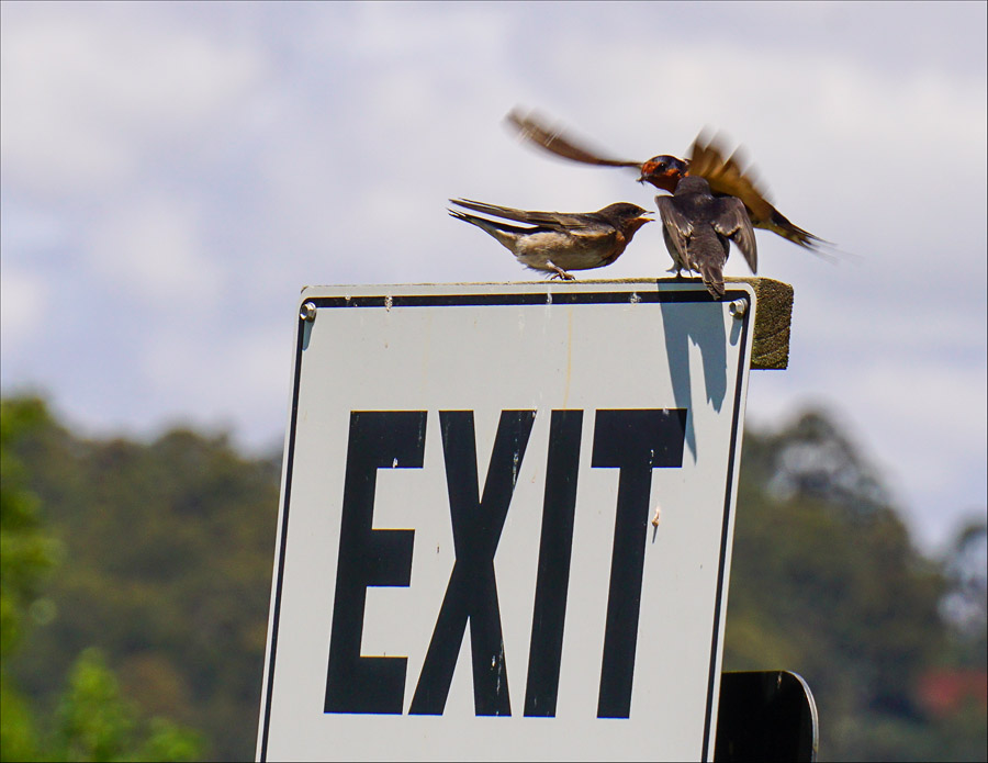 Click image for larger version

Name:	Swallow 2 .jpg
Views:	40
Size:	127.1 KB
ID:	447323