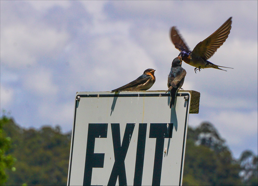 Click image for larger version

Name:	Swallow 3 .jpg
Views:	281
Size:	141.7 KB
ID:	447324