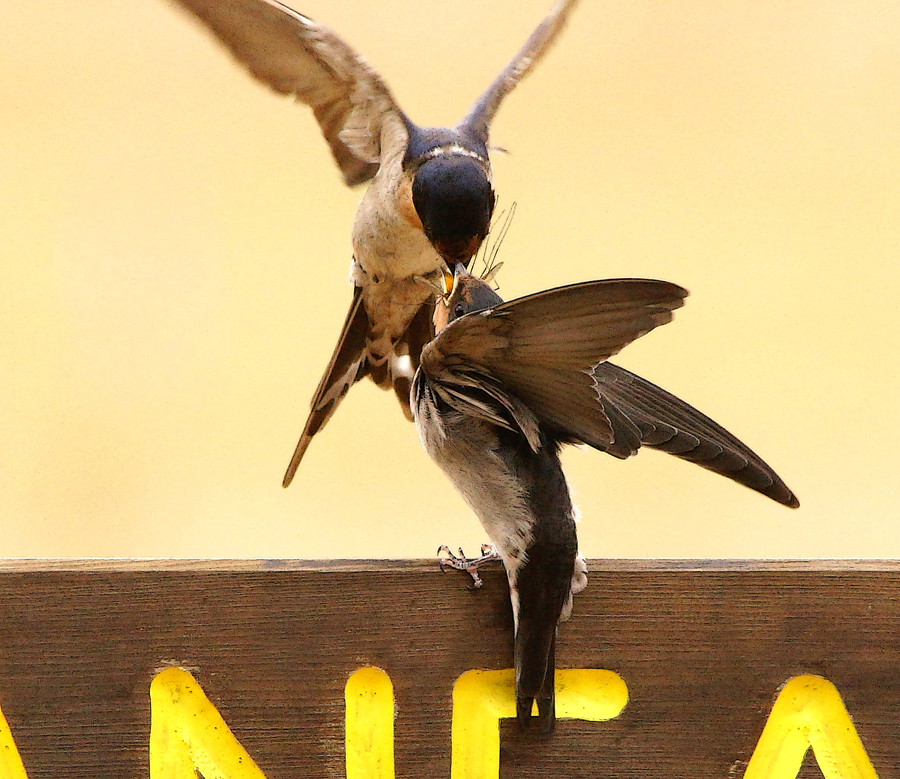 Click image for larger version

Name:	Welcome Swallows.jpg
Views:	558
Size:	654.3 KB
ID:	447339