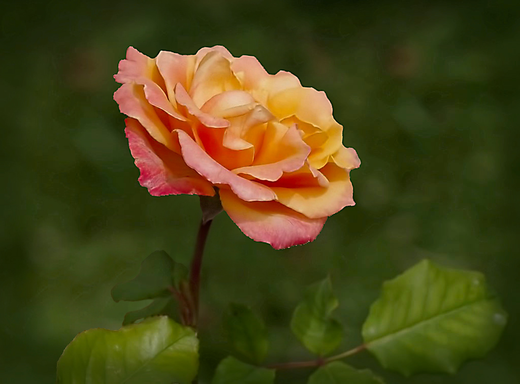 Click image for larger version

Name:	eaglem-orange-rose.jpg
Views:	36
Size:	198.1 KB
ID:	447349