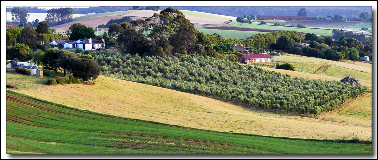 Click image for larger version

Name:	Olive grove .jpg
Views:	852
Size:	423.9 KB
ID:	447460