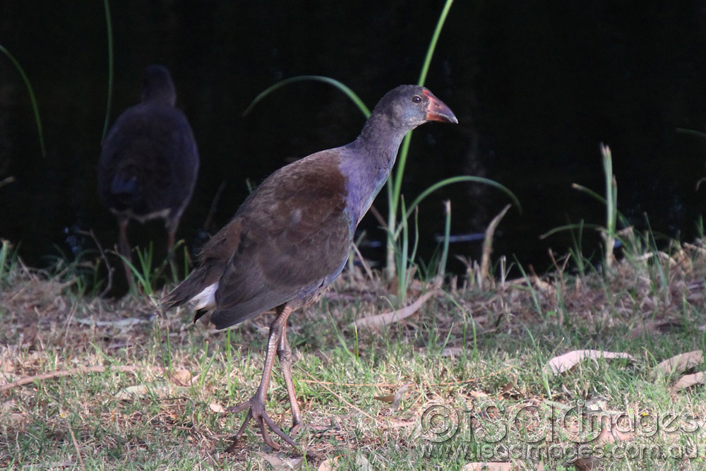 Click image for larger version

Name:	Young Purple Morehen.jpg
Views:	295
Size:	201.5 KB
ID:	447588