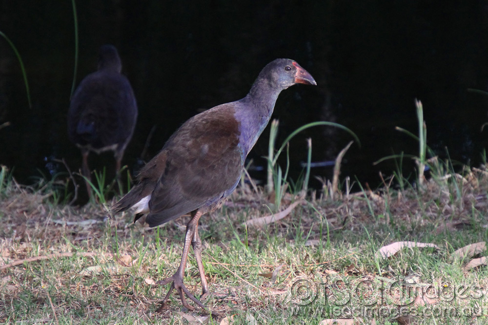 Click image for larger version

Name:	Young-Purple-Morehen.jpg
Views:	77
Size:	227.1 KB
ID:	448532
