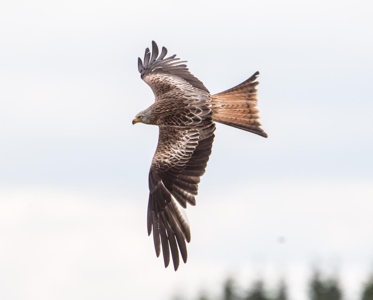 Click image for larger version

Name:	REd kite3.jpg
Views:	261
Size:	59.4 KB
ID:	448760