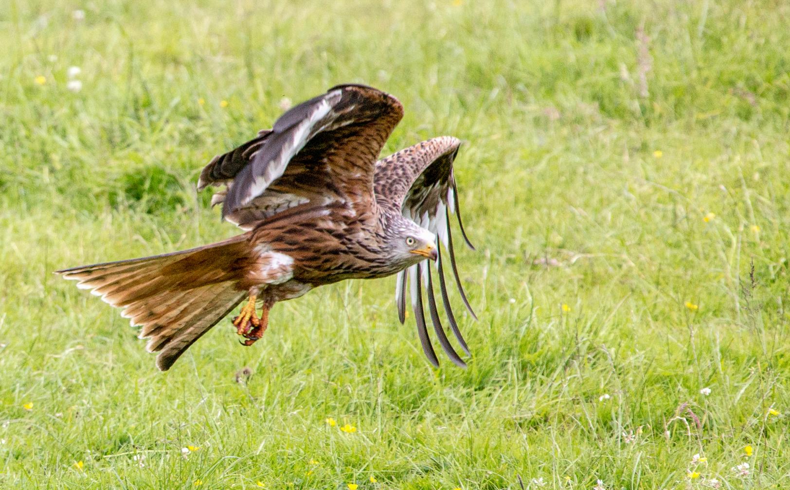 Click image for larger version

Name:	REd kite.jpg
Views:	578
Size:	277.9 KB
ID:	448761