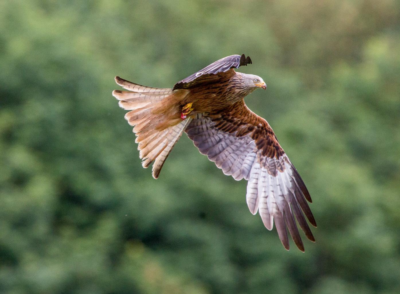 Click image for larger version

Name:	REd kite2.jpg
Views:	785
Size:	167.5 KB
ID:	448762