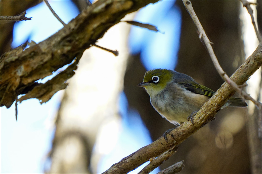 Click image for larger version

Name:	Silver-eye-.jpg
Views:	38
Size:	168.2 KB
ID:	448851