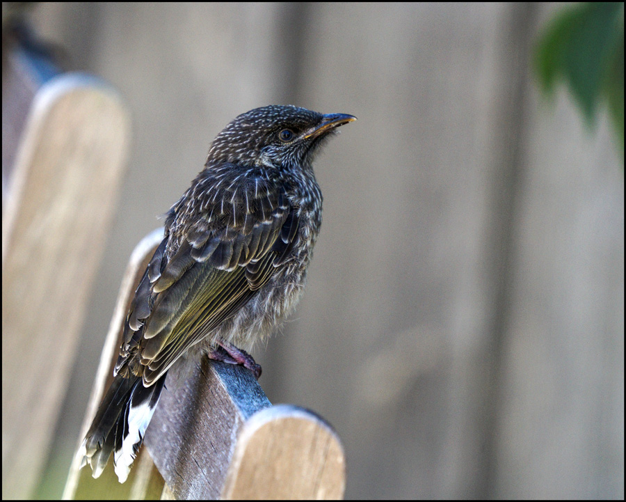 Click image for larger version

Name:	Juv Wattle .jpg
Views:	75
Size:	250.7 KB
ID:	449015