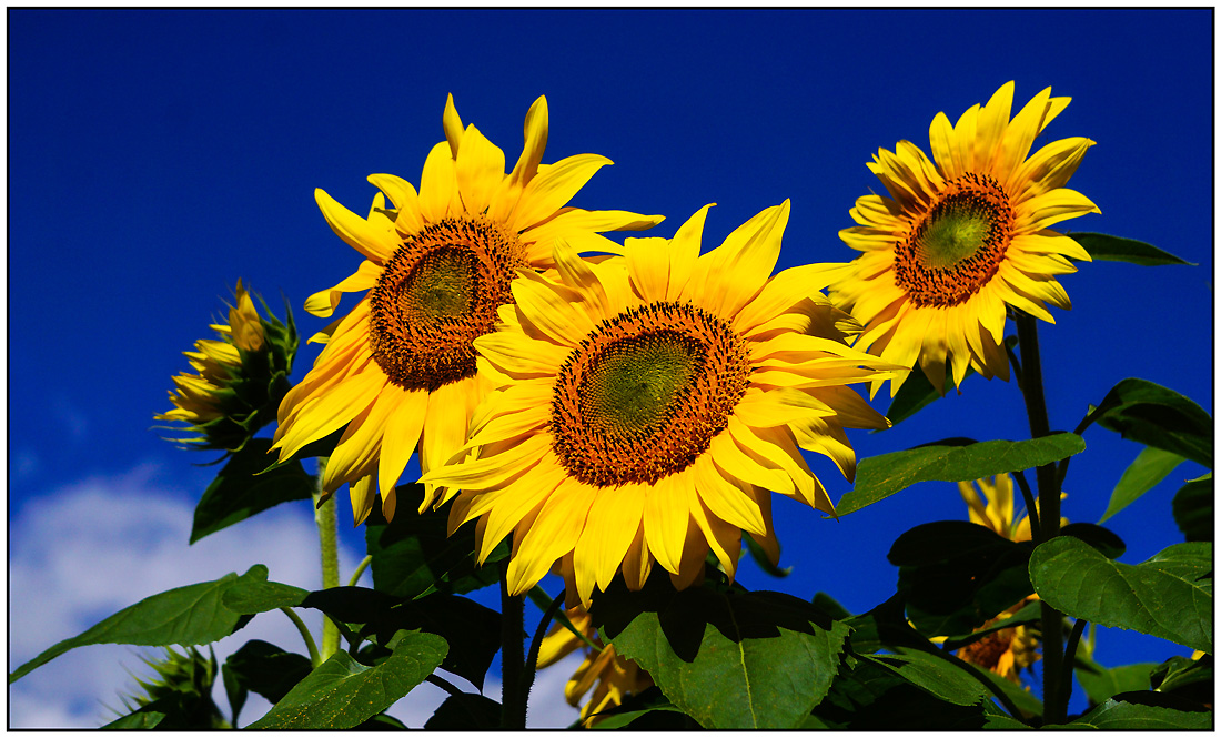 Click image for larger version

Name:	Sunflowers .jpg
Views:	429
Size:	401.2 KB
ID:	449315