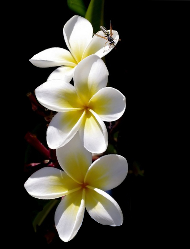 Click image for larger version

Name:	eaglem-frangipani-E.jpg
Views:	46
Size:	176.0 KB
ID:	449807