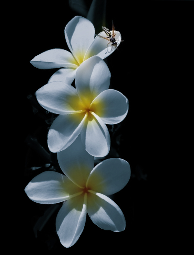 Click image for larger version

Name:	eaglem-frangipani-E1.jpg
Views:	47
Size:	164.7 KB
ID:	449808
