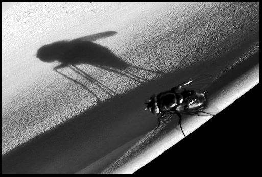 Click image for larger version

Name:	Casting my shadow 2.jpg
Views:	39
Size:	117.4 KB
ID:	450549