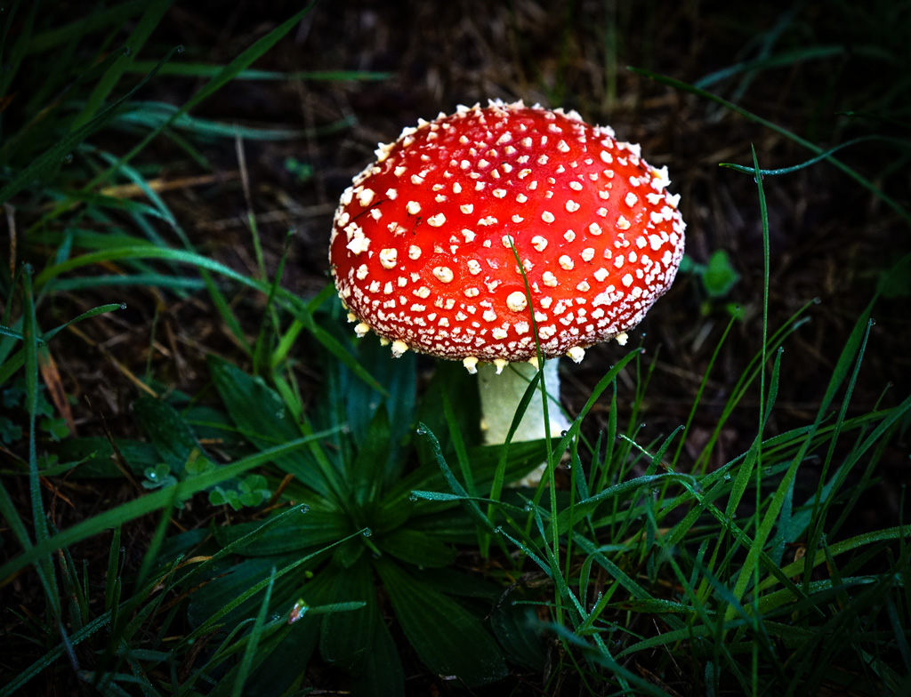 Click image for larger version

Name:	Fly agaric 3.jpg
Views:	24
Size:	337.2 KB
ID:	451008