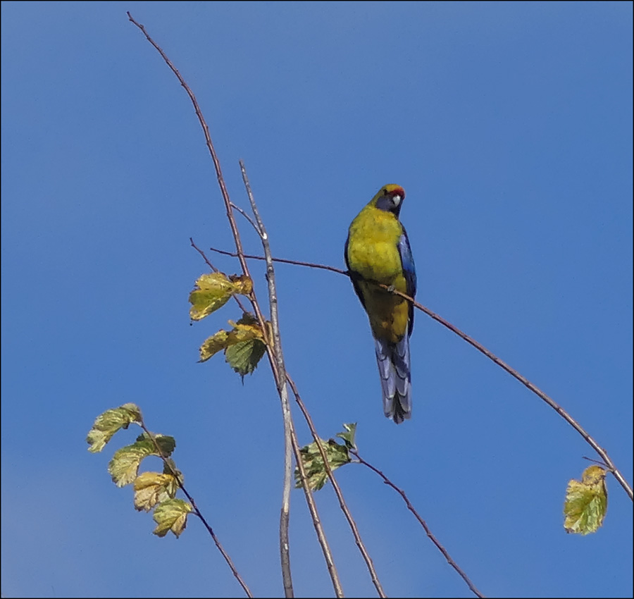 Click image for larger version

Name:	Green Rosella .jpg
Views:	27
Size:	148.7 KB
ID:	451479