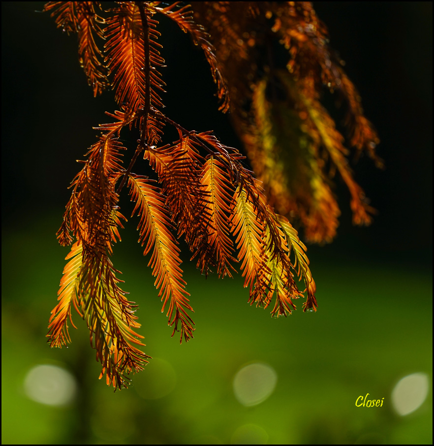 Click image for larger version

Name:	Redwood fronds .jpg
Views:	46
Size:	332.4 KB
ID:	451582