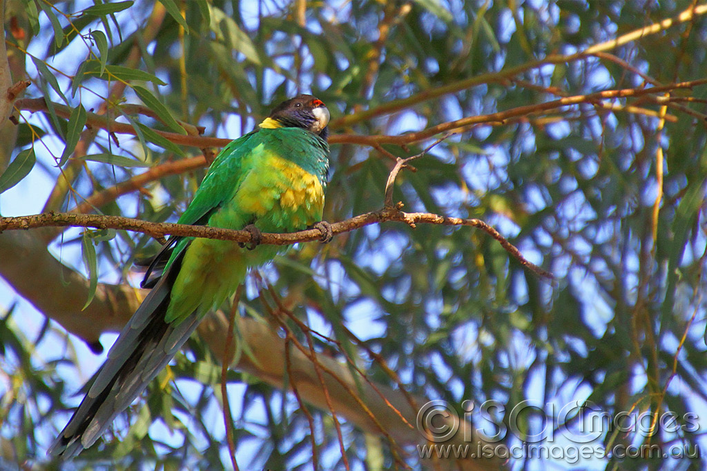 Click image for larger version

Name:	0059-28-Parrot.jpg
Views:	25
Size:	283.0 KB
ID:	452000
