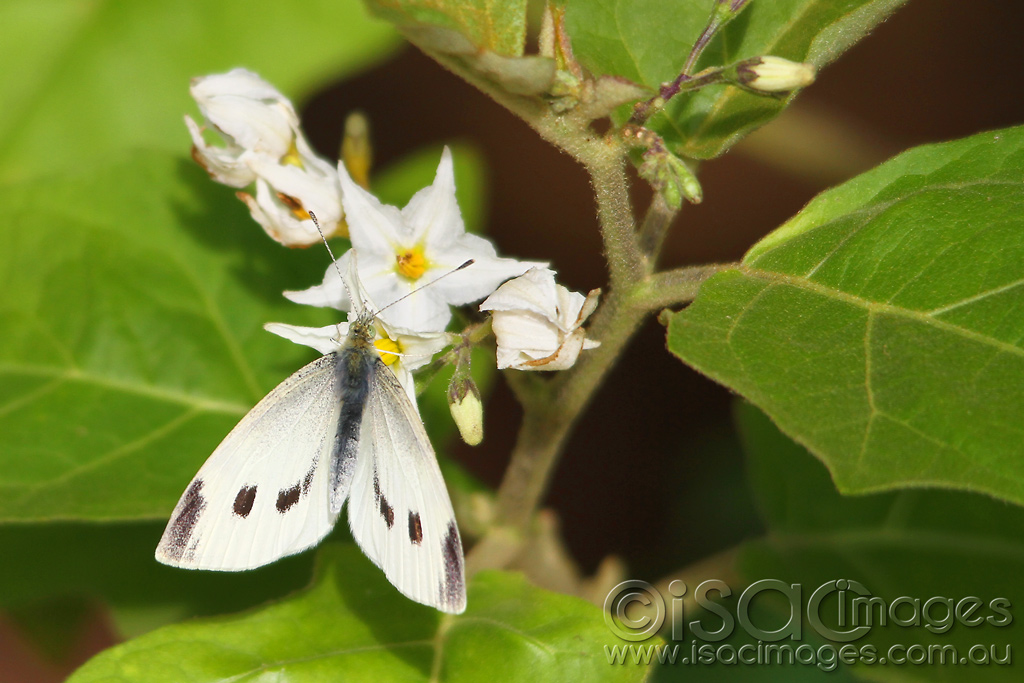 Click image for larger version

Name:	0232-Cabbage-Moth.jpg
Views:	34
Size:	243.3 KB
ID:	452002