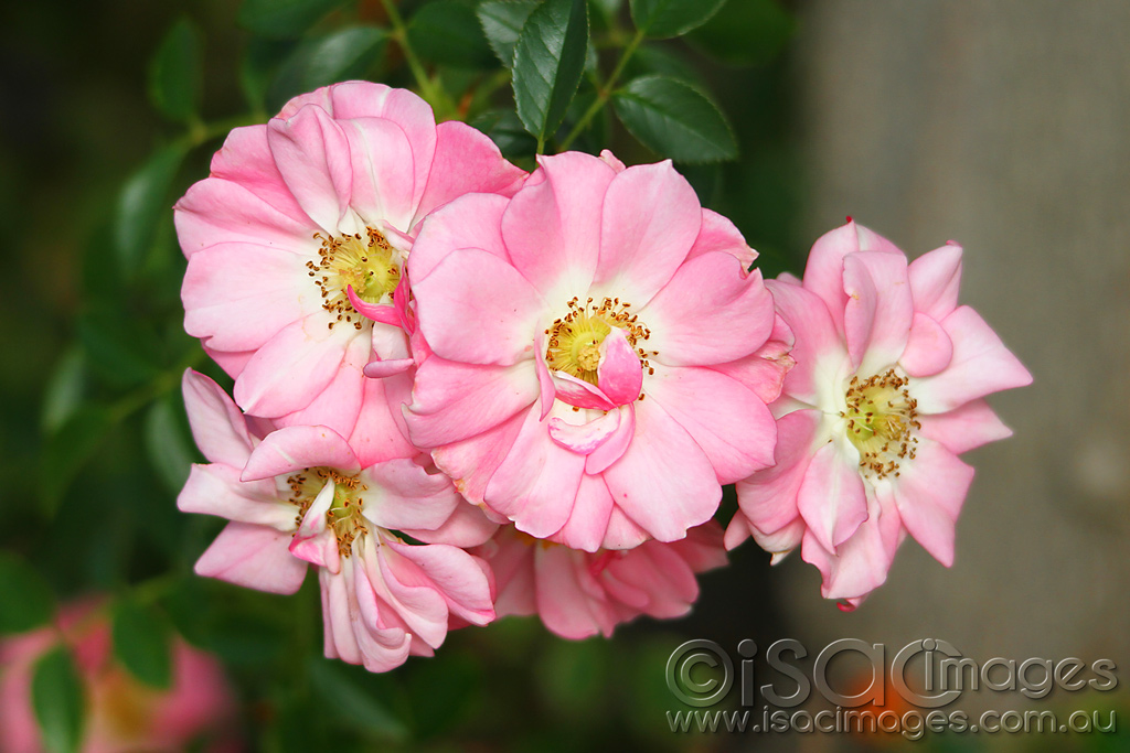 Click image for larger version

Name:	0241-Ground-Roses.jpg
Views:	30
Size:	246.6 KB
ID:	452004