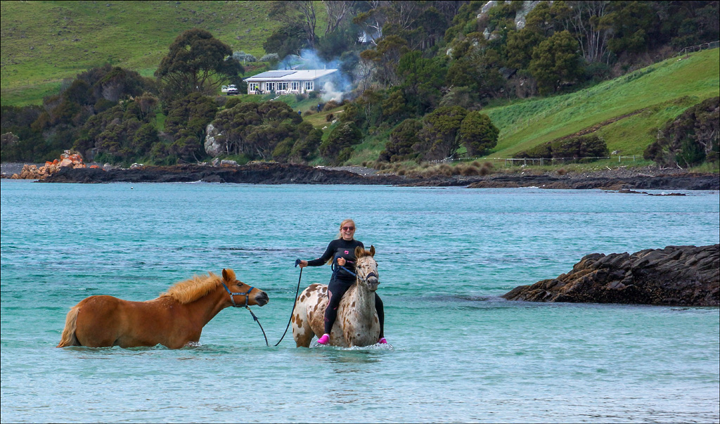 Click image for larger version

Name:	Horse swim .jpg
Views:	40
Size:	346.3 KB
ID:	452836