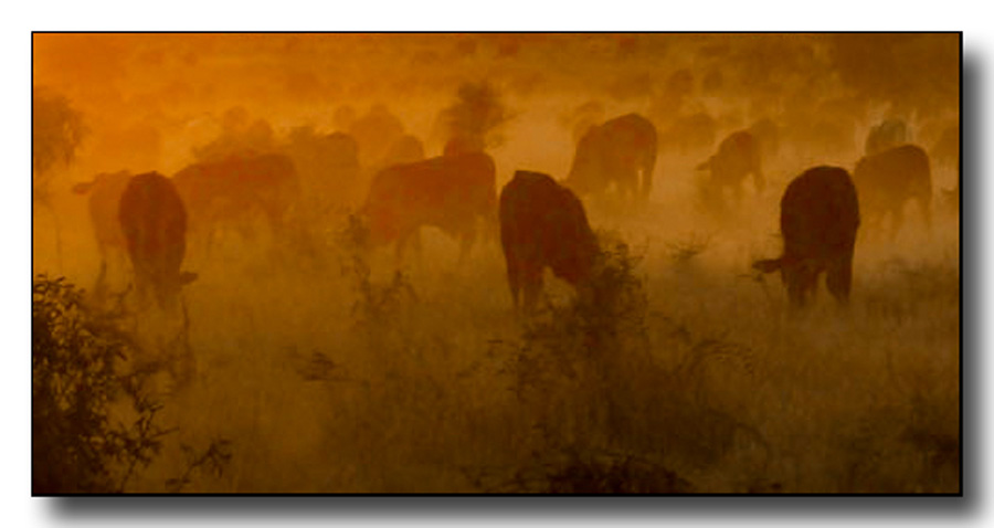 Click image for larger version

Name:	Phil cattle .jpg
Views:	56
Size:	104.0 KB
ID:	453983