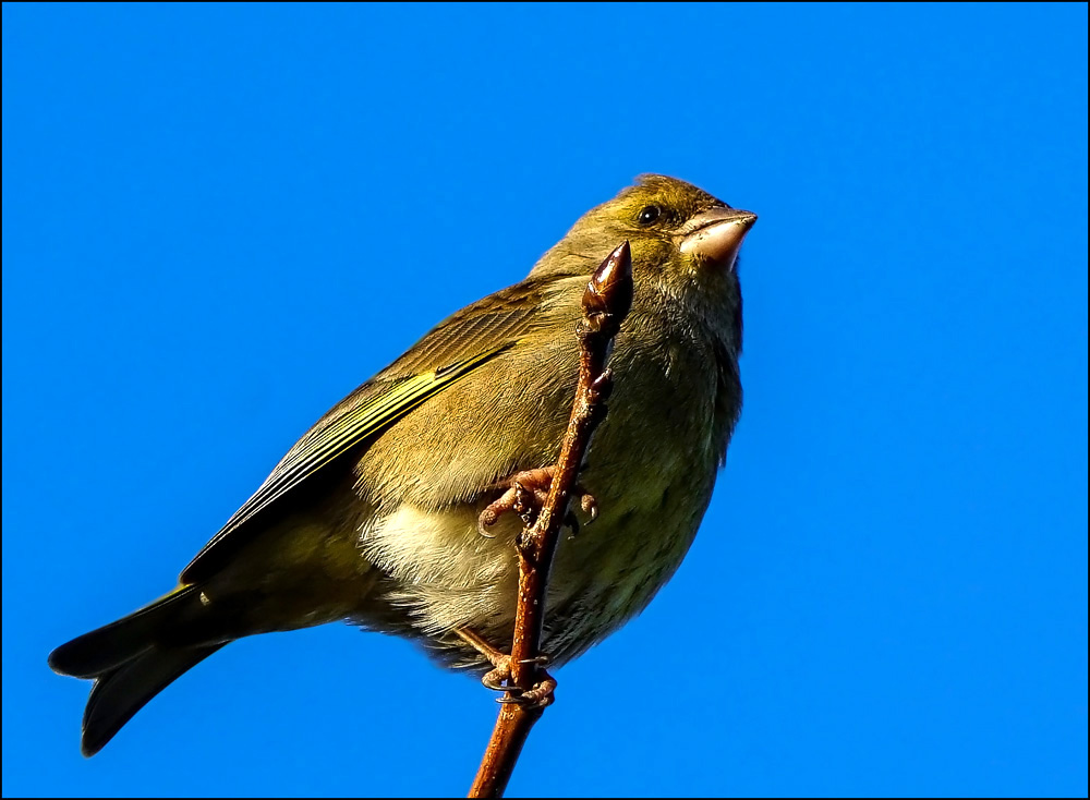 Click image for larger version

Name:	G Finch 2 .jpg
Views:	47
Size:	190.8 KB
ID:	454754