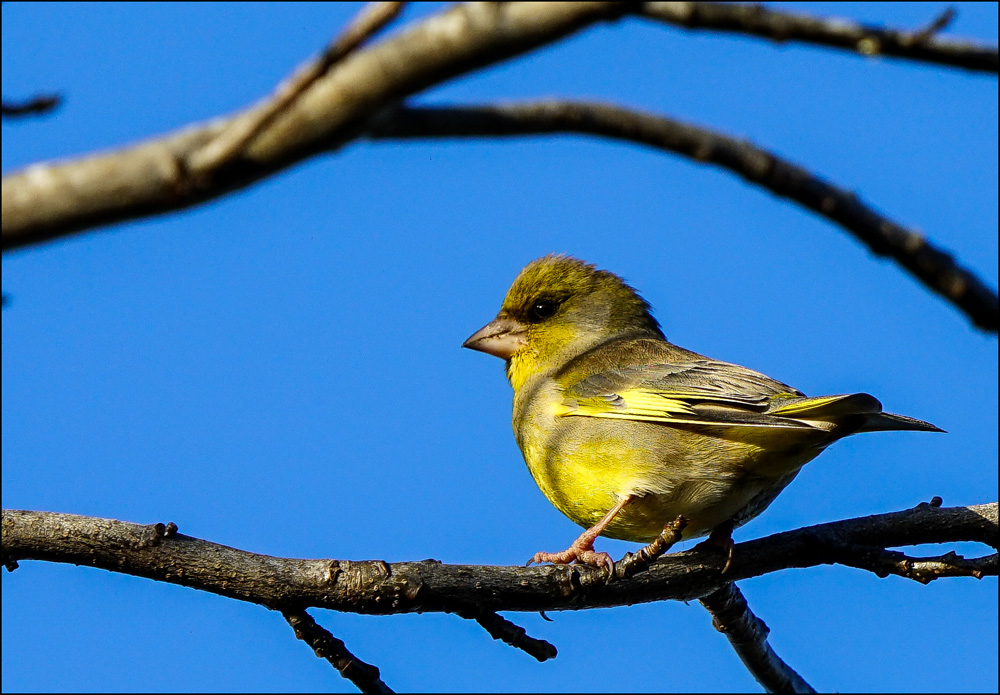 Click image for larger version

Name:	G Finch .jpg
Views:	45
Size:	276.5 KB
ID:	454755