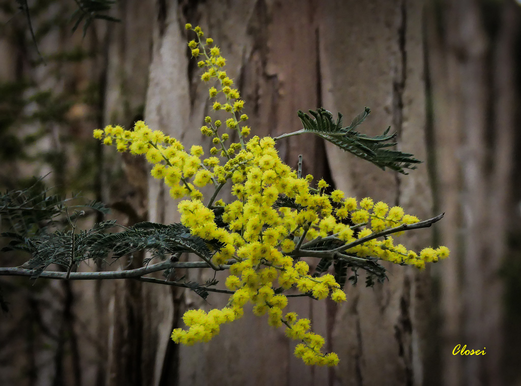Click image for larger version

Name:	Wattle .jpg
Views:	30
Size:	297.8 KB
ID:	456346