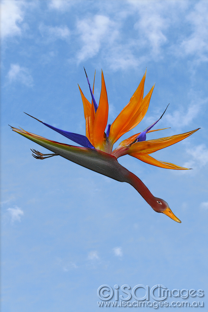 Click image for larger version

Name:	Bird-of-Paradise-REAL-1.jpg
Views:	28
Size:	240.2 KB
ID:	455330