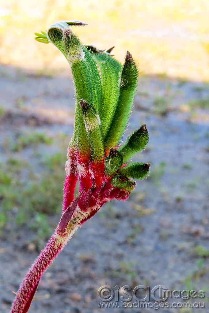 Click image for larger version

Name:	1433-Kangaroo-Paw.jpg
Views:	36
Size:	245.8 KB
ID:	455622