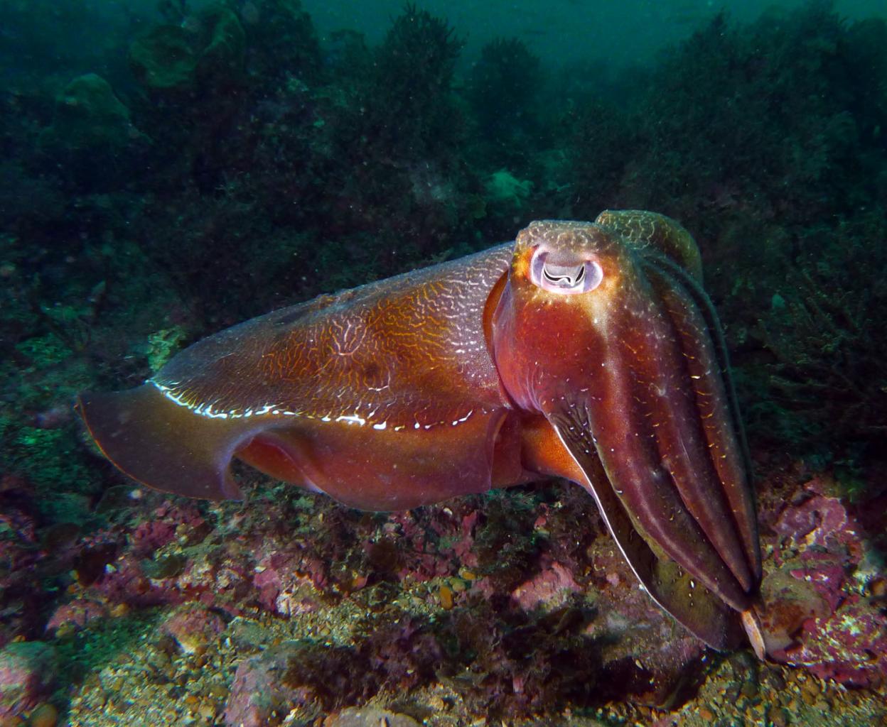 Click image for larger version

Name:	Cuttle 2.jpg
Views:	39
Size:	164.3 KB
ID:	455735