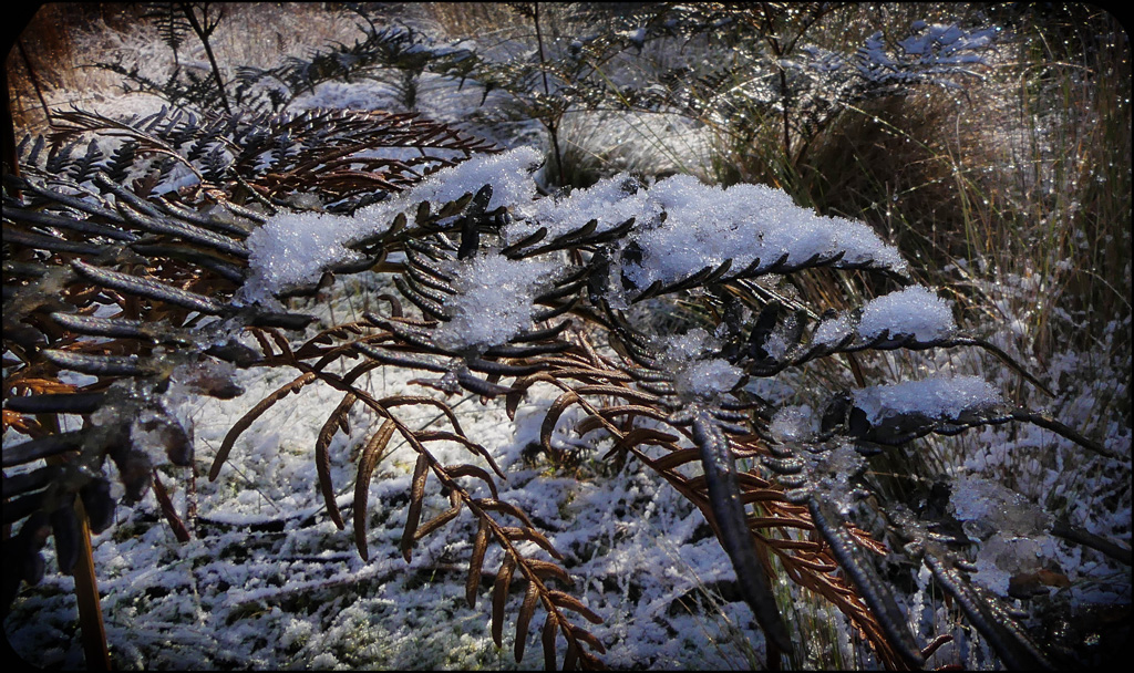 Click image for larger version

Name:	Snow ferns 3.jpg
Views:	44
Size:	435.2 KB
ID:	455865