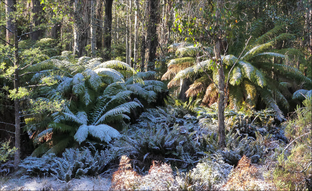 Click image for larger version

Name:	Snow ferns 2a.jpg
Views:	23
Size:	553.3 KB
ID:	455889