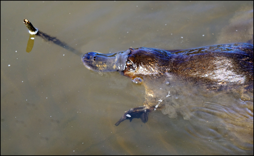 Click image for larger version

Name:	Platypus 2r.jpg
Views:	21
Size:	200.4 KB
ID:	456306