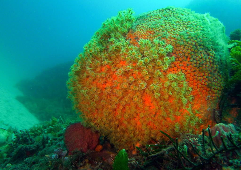 Click image for larger version

Name:	Ball sponge r.jpg
Views:	27
Size:	242.3 KB
ID:	456716