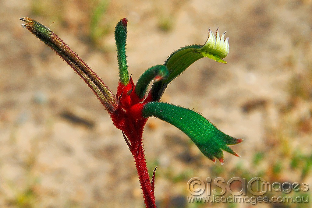 Click image for larger version

Name:	0226-Kangaroo-Paw.jpg
Views:	42
Size:	178.9 KB
ID:	457521