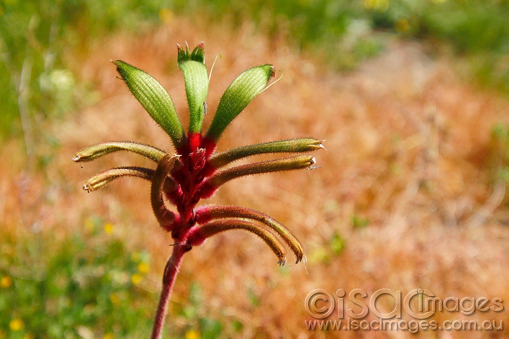 Click image for larger version

Name:	0219-Kangaroo-Paw.jpg
Views:	52
Size:	165.3 KB
ID:	457522