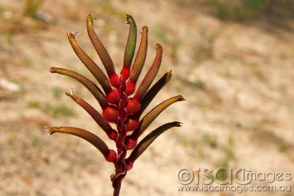 Click image for larger version

Name:	0221-Kangaroo-Paw.jpg
Views:	46
Size:	157.6 KB
ID:	457523