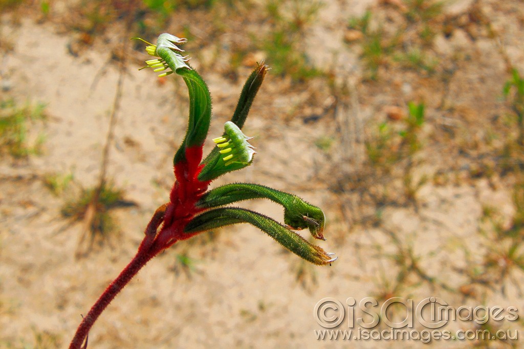 Click image for larger version

Name:	0236-Kangaroo-Paw.jpg
Views:	39
Size:	157.9 KB
ID:	457524