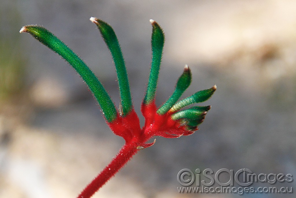 Click image for larger version

Name:	0234-Kangaroo-Paw.jpg
Views:	51
Size:	140.5 KB
ID:	457525