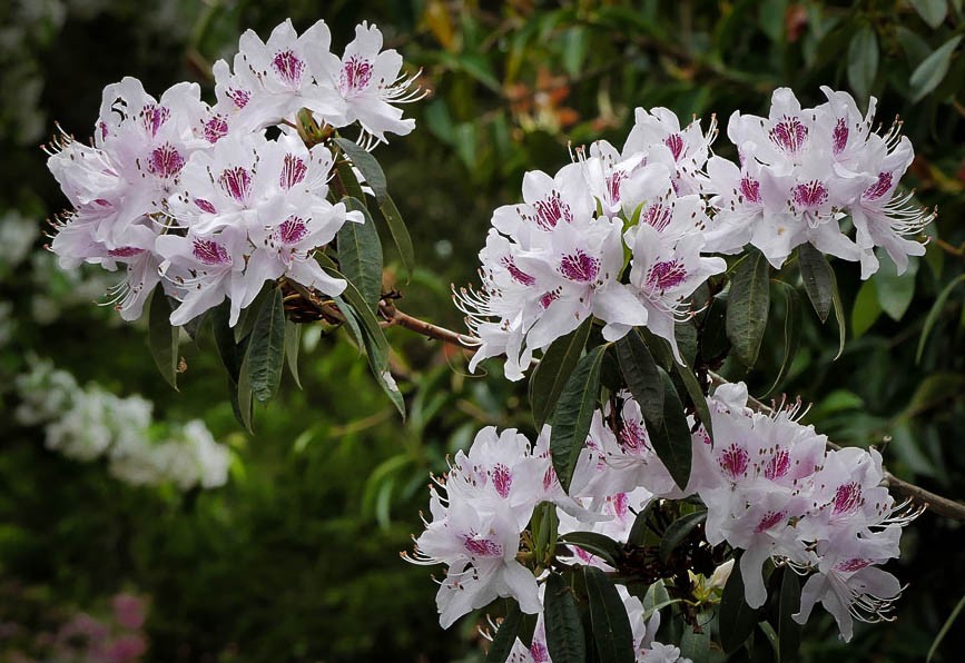 Click image for larger version

Name:	Mauves.jpg
Views:	105
Size:	139.6 KB
ID:	457669