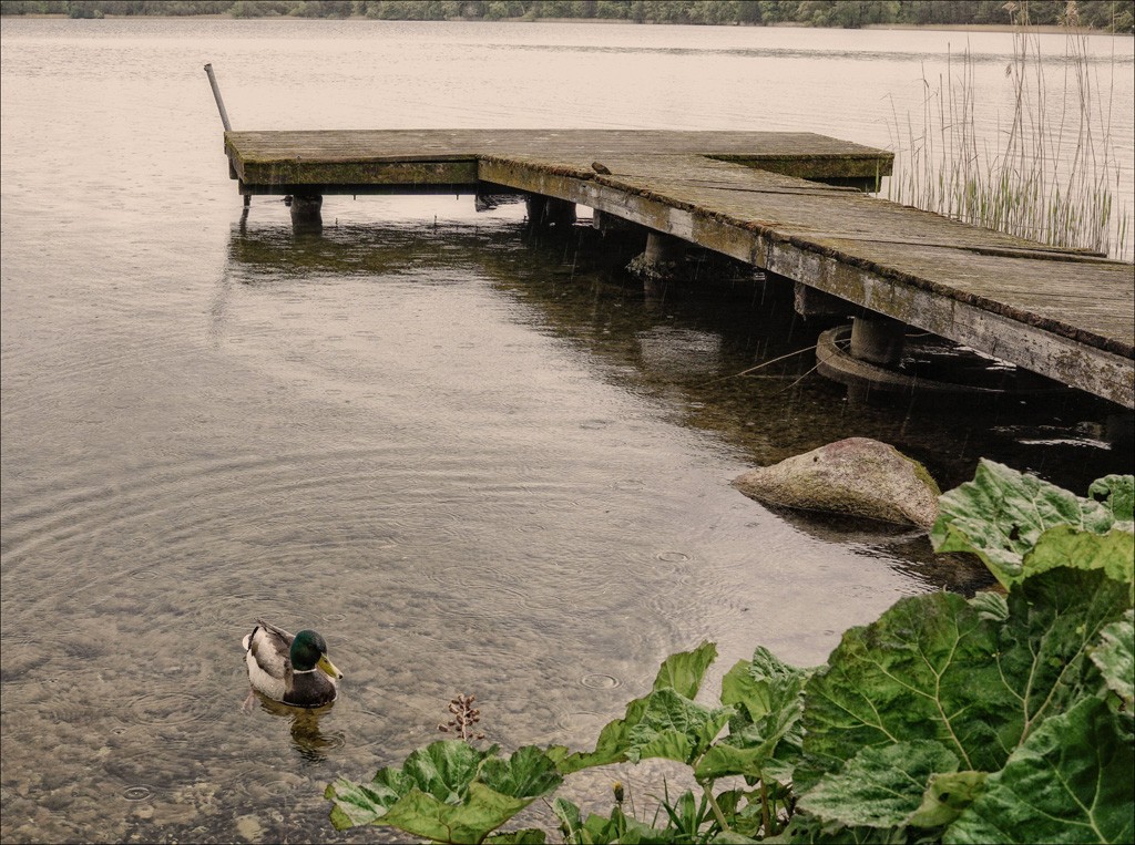 Click image for larger version

Name:	Weather for ducks.jpg
Views:	39
Size:	265.1 KB
ID:	457749