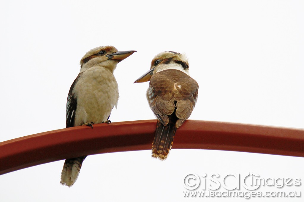 Click image for larger version

Name:	0022-Kookaburras.jpg
Views:	19
Size:	76.3 KB
ID:	458028