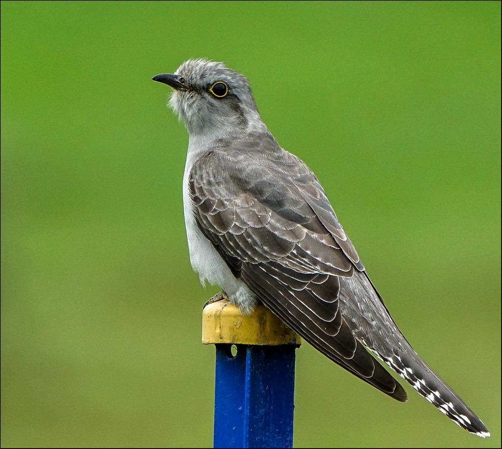 Click image for larger version

Name:	Cuckoo 4r.jpg
Views:	67
Size:	203.9 KB
ID:	458092