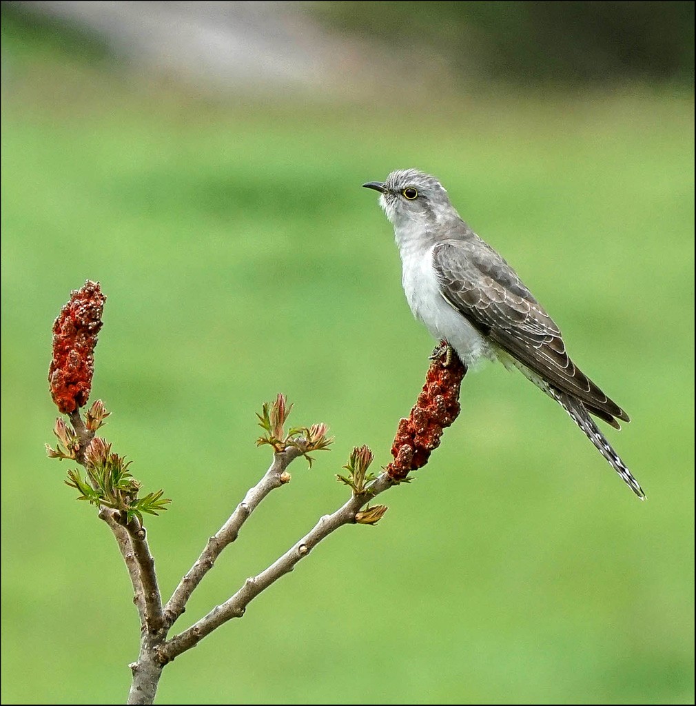 Click image for larger version

Name:	Branched r.jpg
Views:	74
Size:	204.6 KB
ID:	458181
