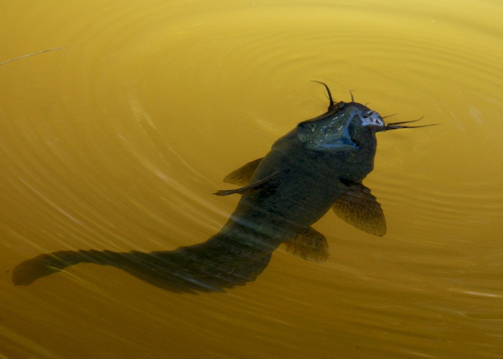 Click image for larger version

Name:	DSC_7709.jpg
Views:	46
Size:	111.6 KB
ID:	458233