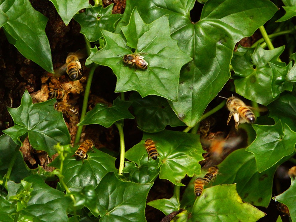 Click image for larger version

Name:	Bee Tree.jpg
Views:	43
Size:	215.8 KB
ID:	458357