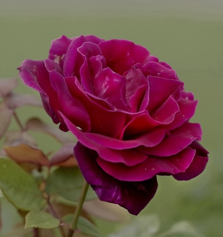 Click image for larger version

Name:	Rich Deep Red in a Rose.jpg
Views:	31
Size:	78.8 KB
ID:	458401
