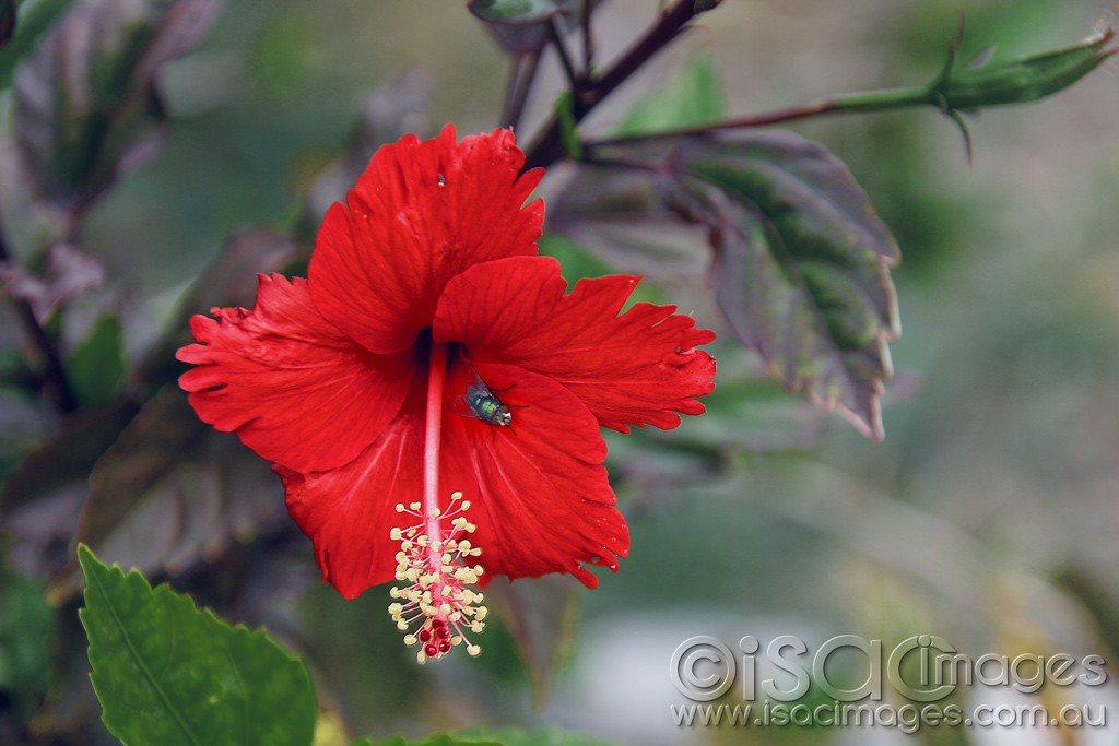 Click image for larger version

Name:	0251-FlyInHybiscus.jpg
Views:	46
Size:	121.2 KB
ID:	458576