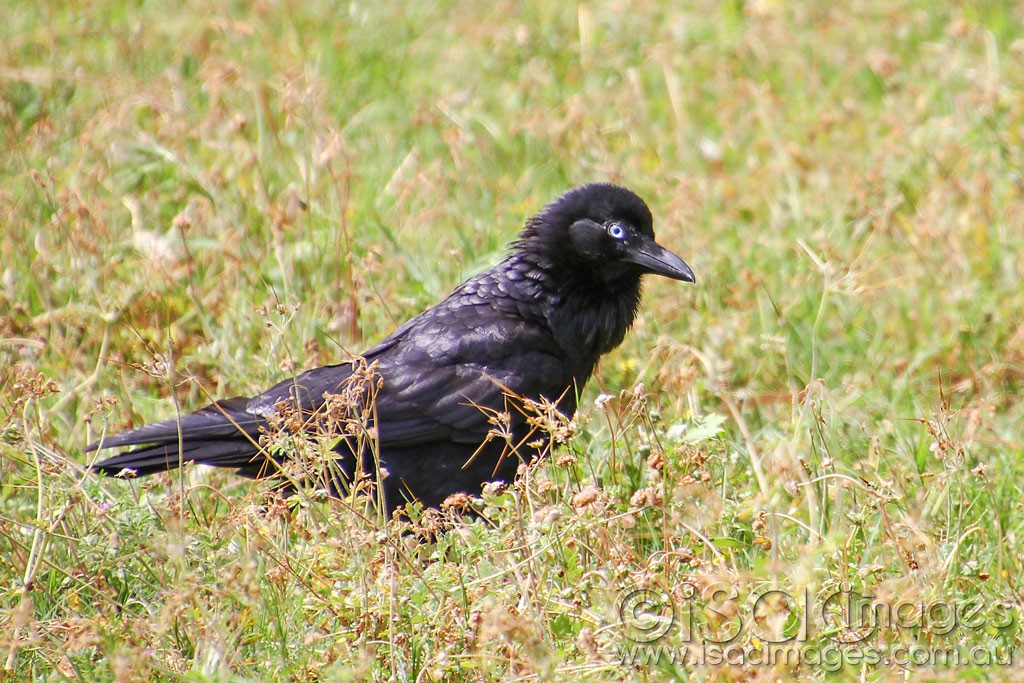 Click image for larger version

Name:	0232-Crow.jpg
Views:	21
Size:	244.7 KB
ID:	458580